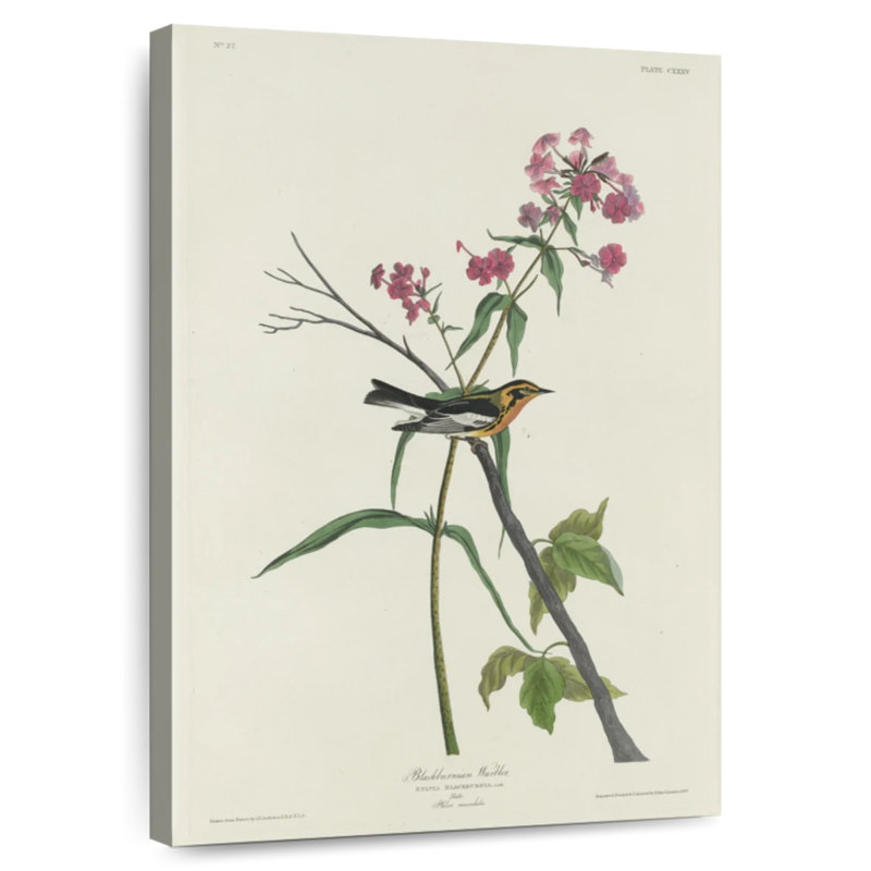Keiri Blackburnian Warbler, 45" H x 30" W