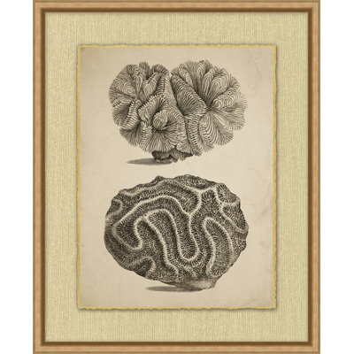 Sepia Sealife 3 Print