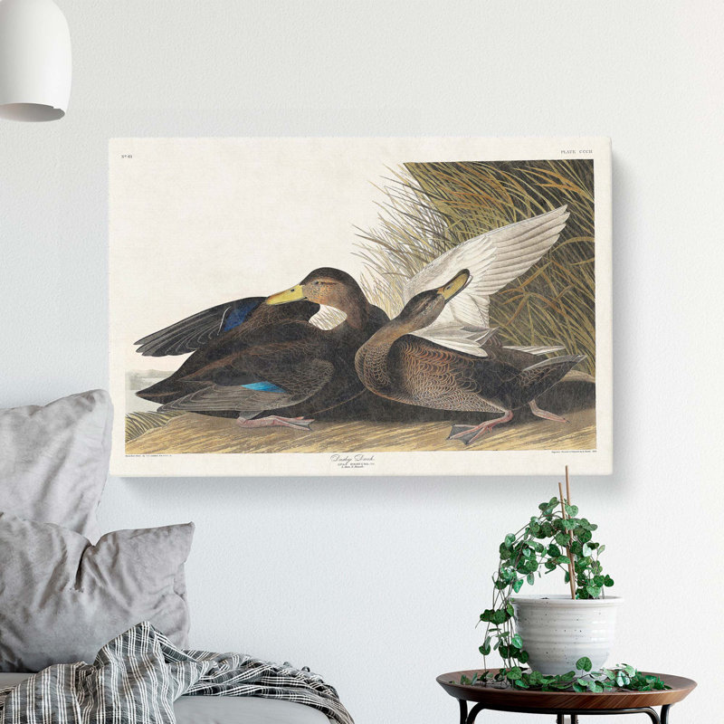 Dusky Duck by John Audubon - Wrapped Canvas, 40cm H x 60cm W x 3cm D
