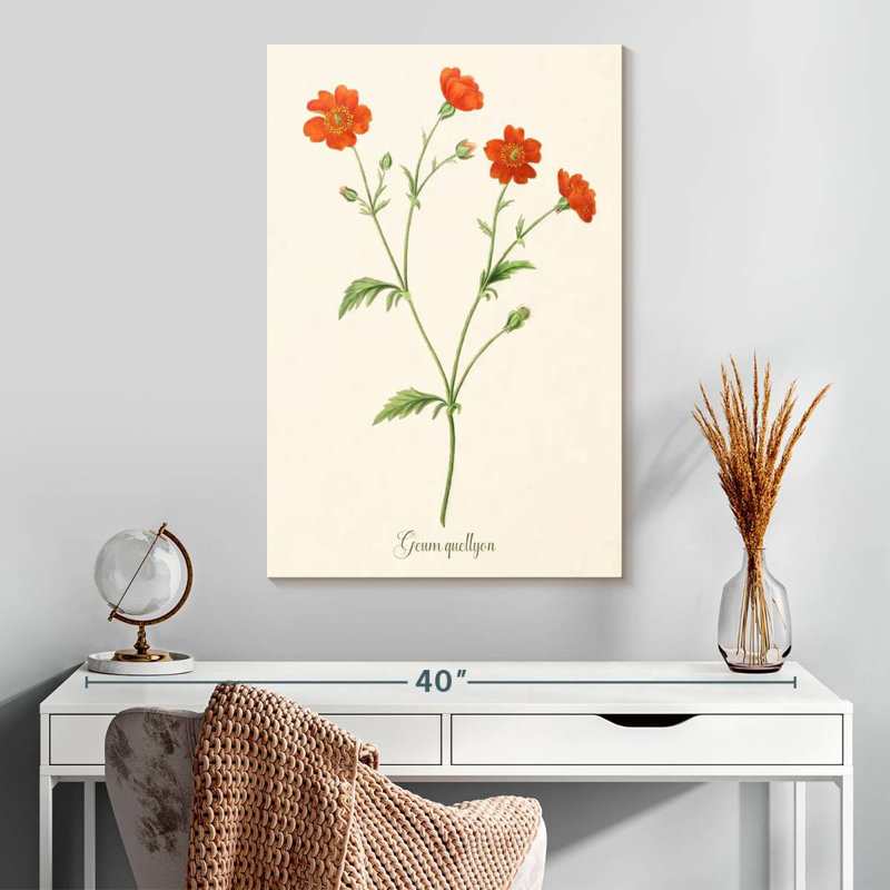 Geum Quellyon, H 30 po x l 20 po
