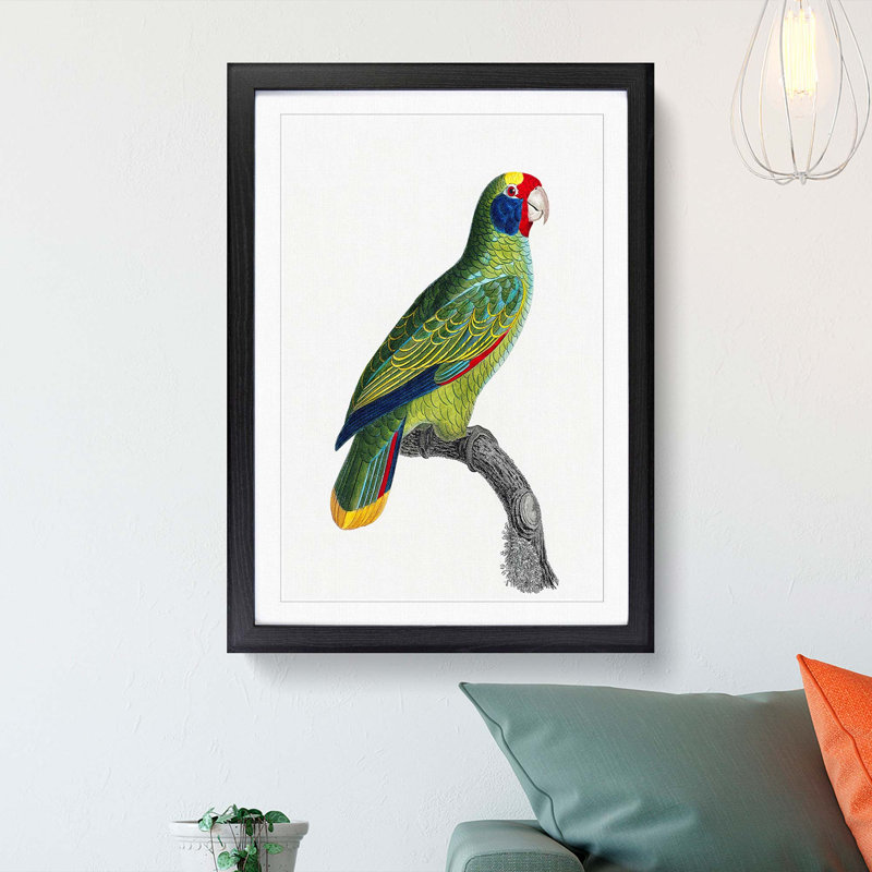 Red-and-Blue Amazon Parrot by F. Levaillant - Picture Frame Painting Print, Black Framed, 36cm H x 27cm W x 2cm D
