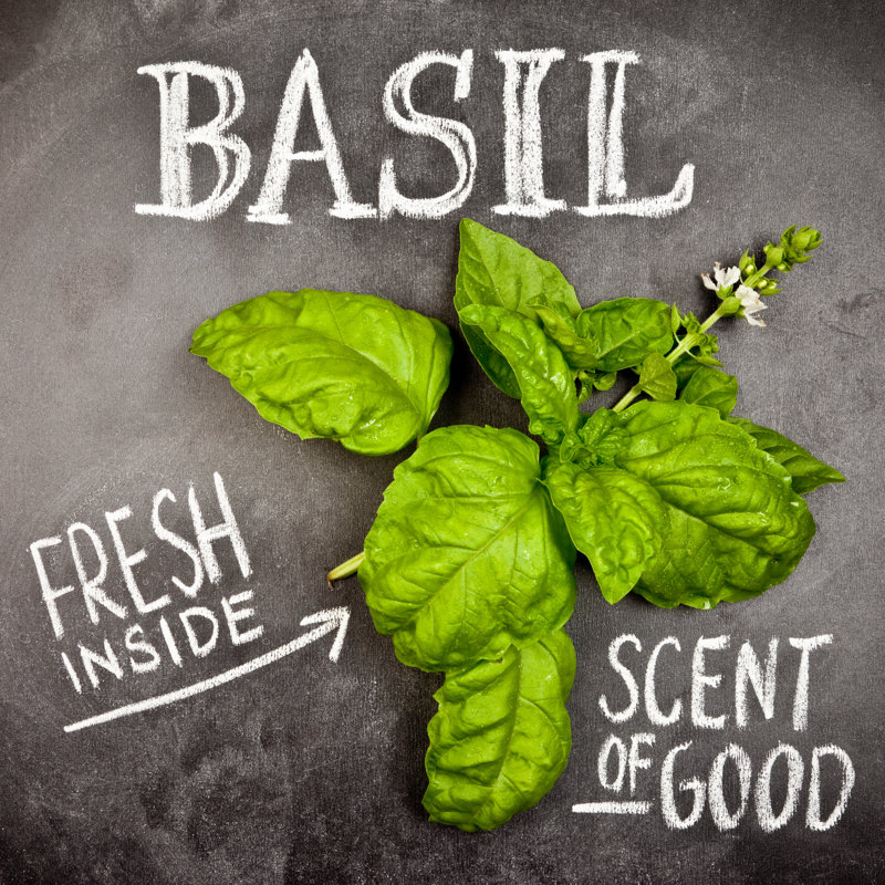 Basil by Piccerella, 12" H x 12" W