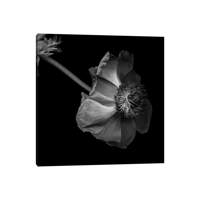 Anemone, B&W by Magda Indigo - Wrapped Canvas Gallery-Wrapped Canvas Giclée, 30.48 cm H x 30.48 cm W