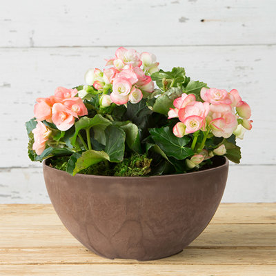 Pollyanna Pot Planter