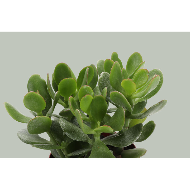 Live Jade Plant in Classic Pot, Brushed Silver