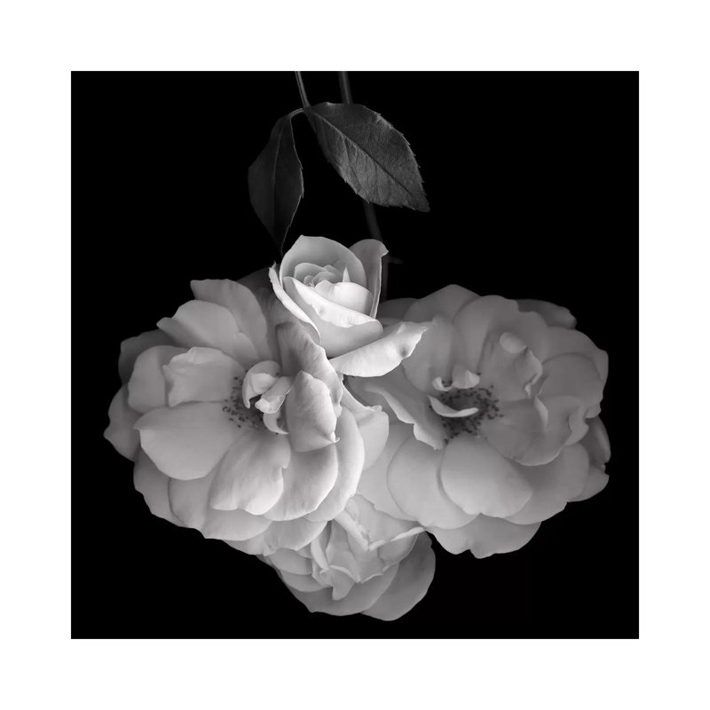 Rose White XVI by Magda Indigo - Wrapped Canvas Print, 93.98 cm H x 93.98 cm W