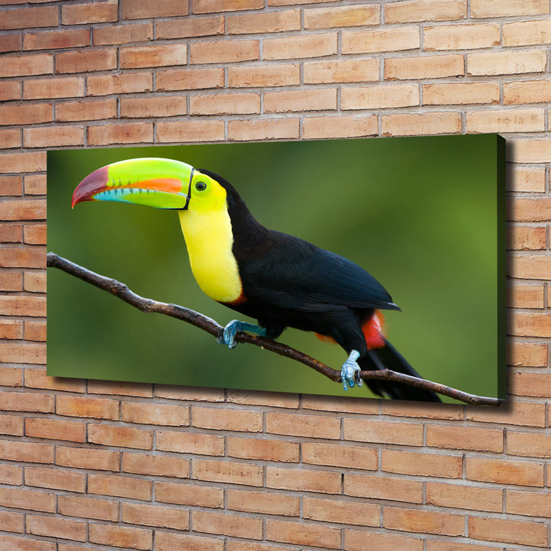 Toucan - Wrapped Canvas Print