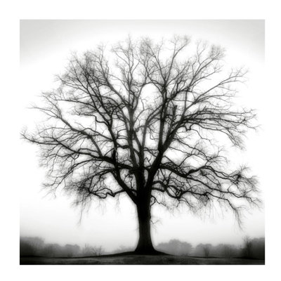 Fountain Oak Print by Cook Jamie