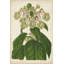 Art sur toile tendue par Red Barrel Studio® Stroobant Gallery: Foxglove Botanical-2012815668
