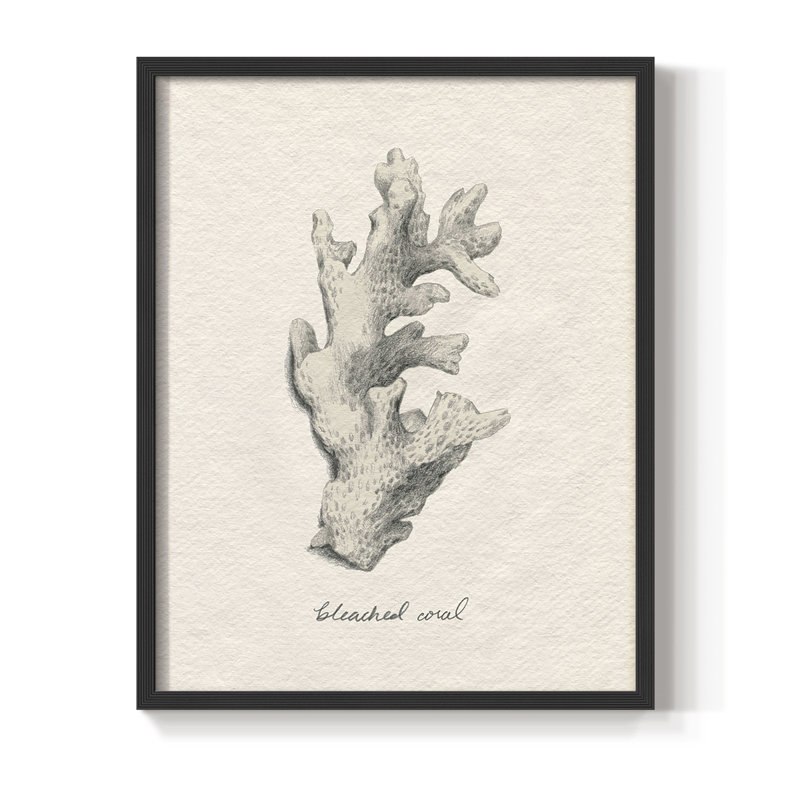 Shore Treasure Study II, reproduction encadrée - bois massif, Noir, H 14 po x l 11 po