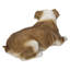 Bouledogue couché
