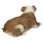 Lying Bulldog