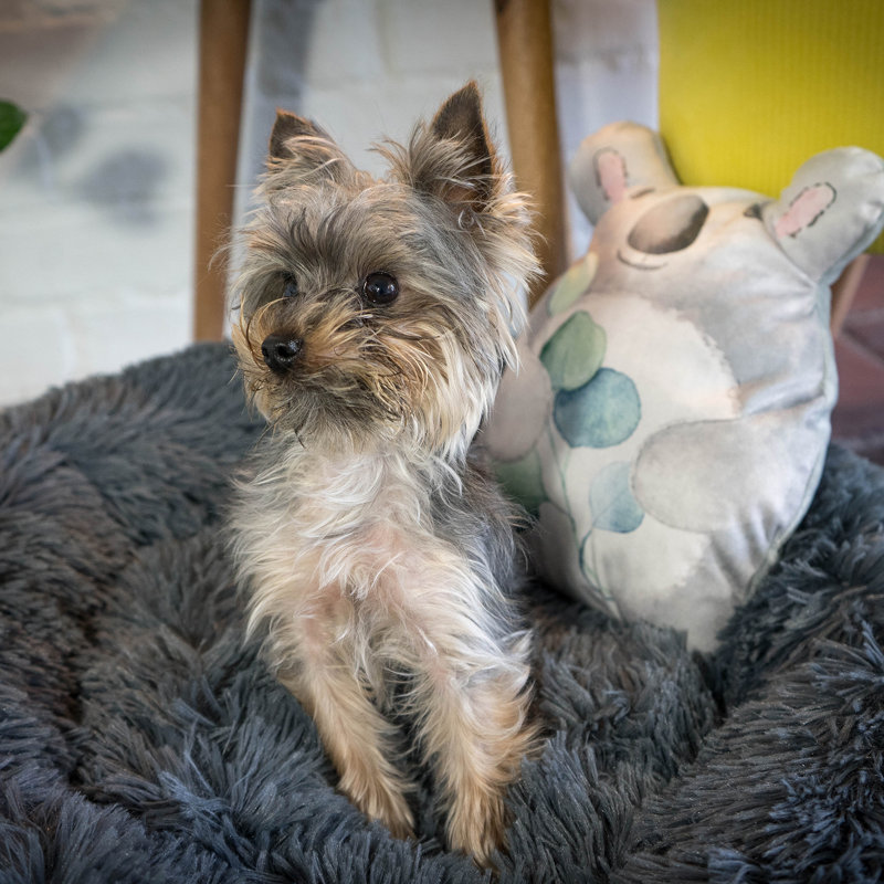 Naya Polyester Pet Bed