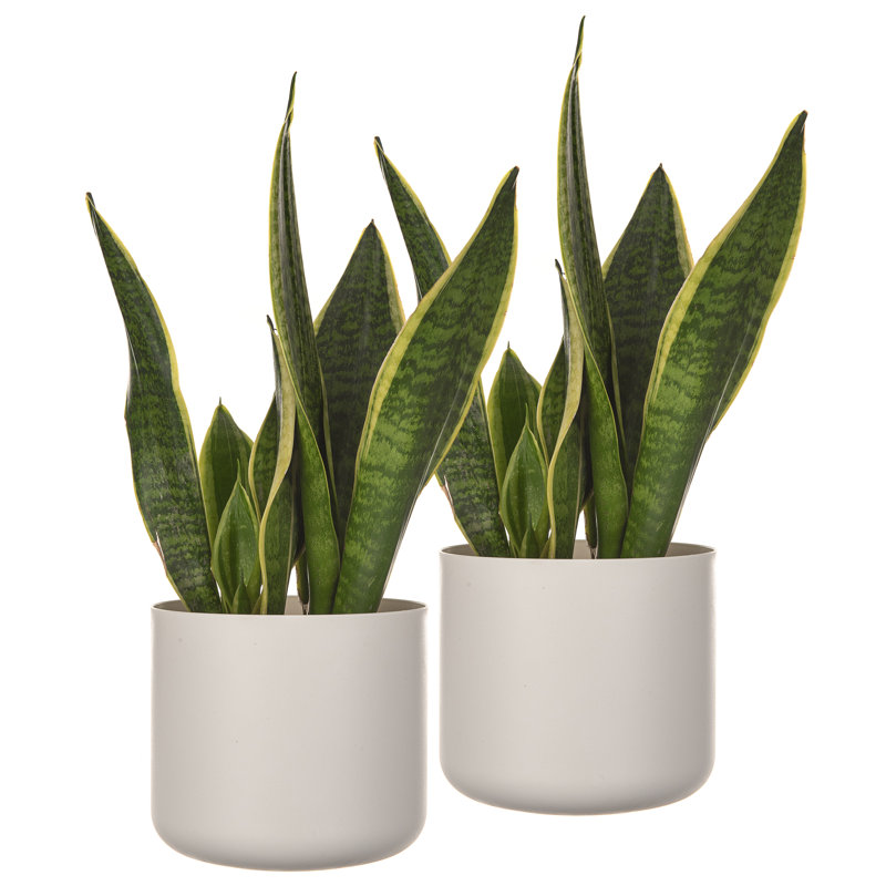 Abelius Pot Planter, White