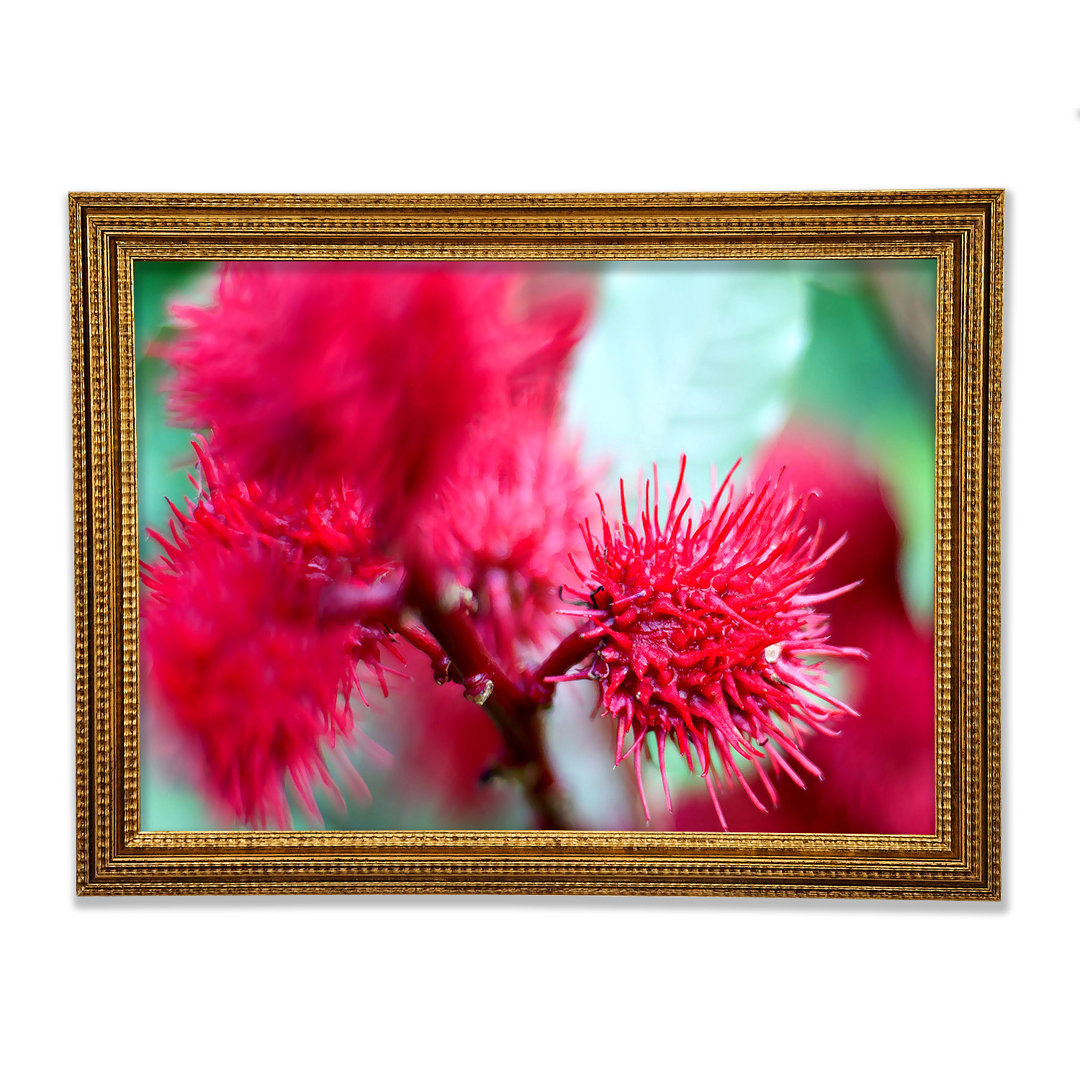 Gerahmtes Leinwandbild Spikey Flower Heads