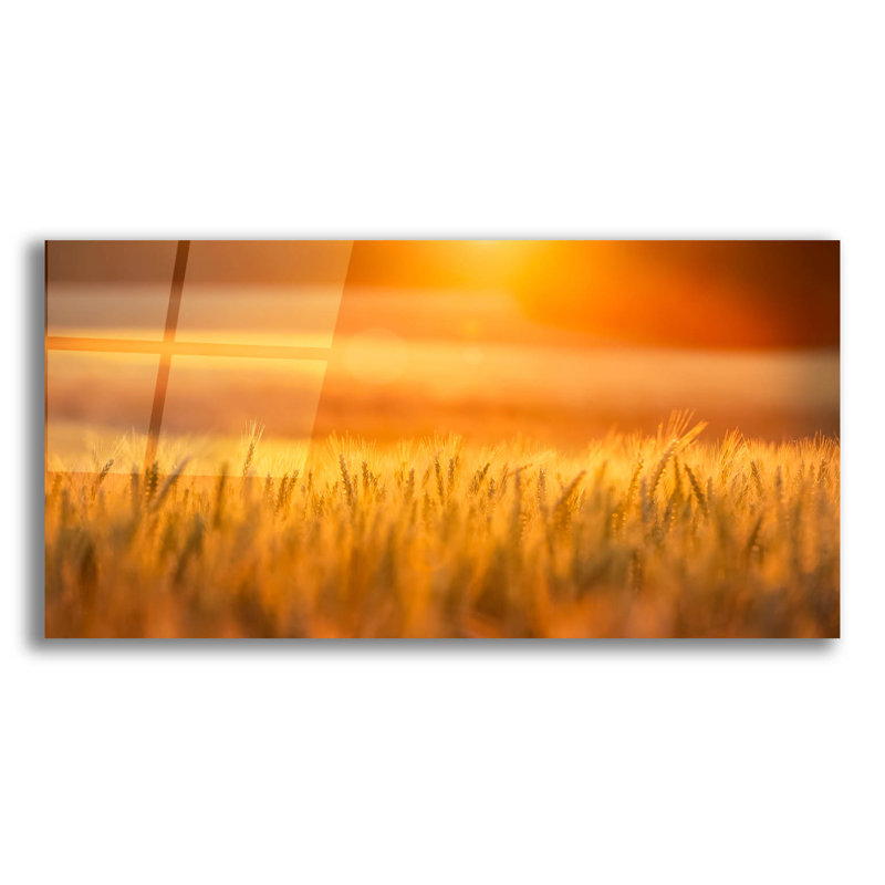 " Golden Wheat " by Jonathan Ross, 12" H x 24" W