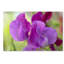 « two pea florals », reproduction de photo sur toile tendue-32708634