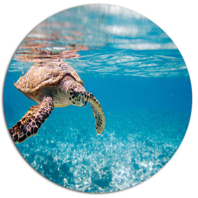 " Hawksbill Sea Turtle "