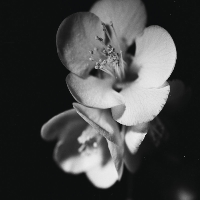 Quince Blossoms IV by Renée W. Stramel - Wrapped Canvas Print, 122cm H x 122cm W x 3.8cm D