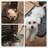 Ellanah Pet Bed
