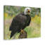 Art mural majestueux aigle à tête blanche-1663900756