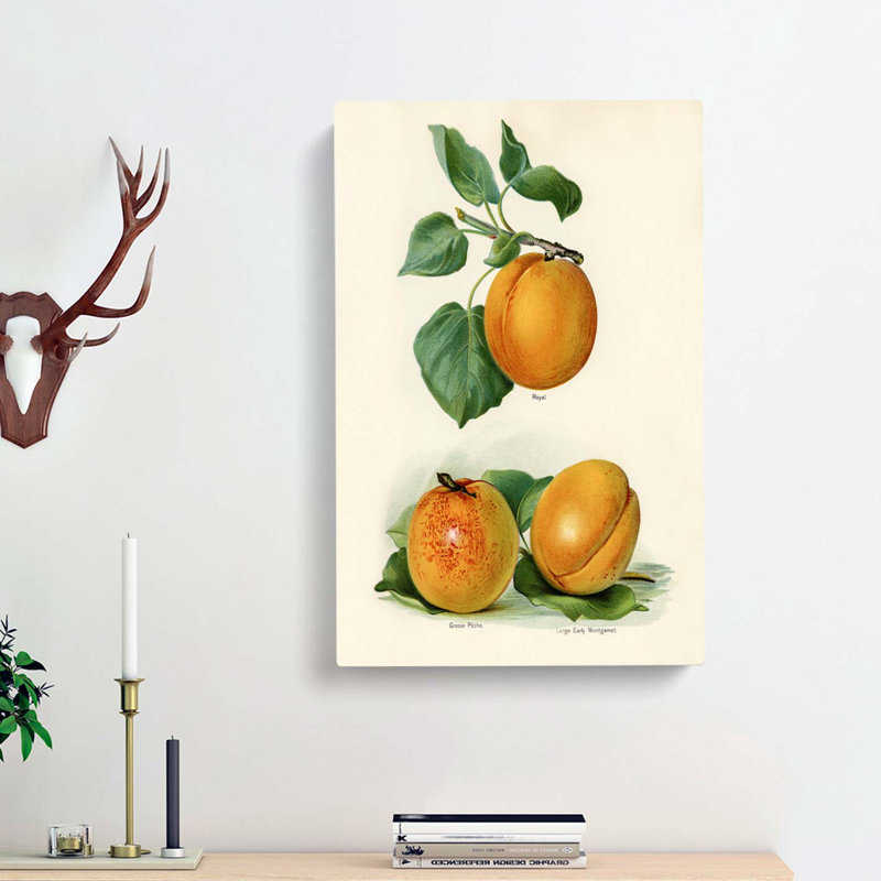 Vintage Illustration of Apricots - Wrapped Canvas, 50cm H x 35cm W x 3cm D