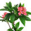 Plumeria artificiel 36 po en pot