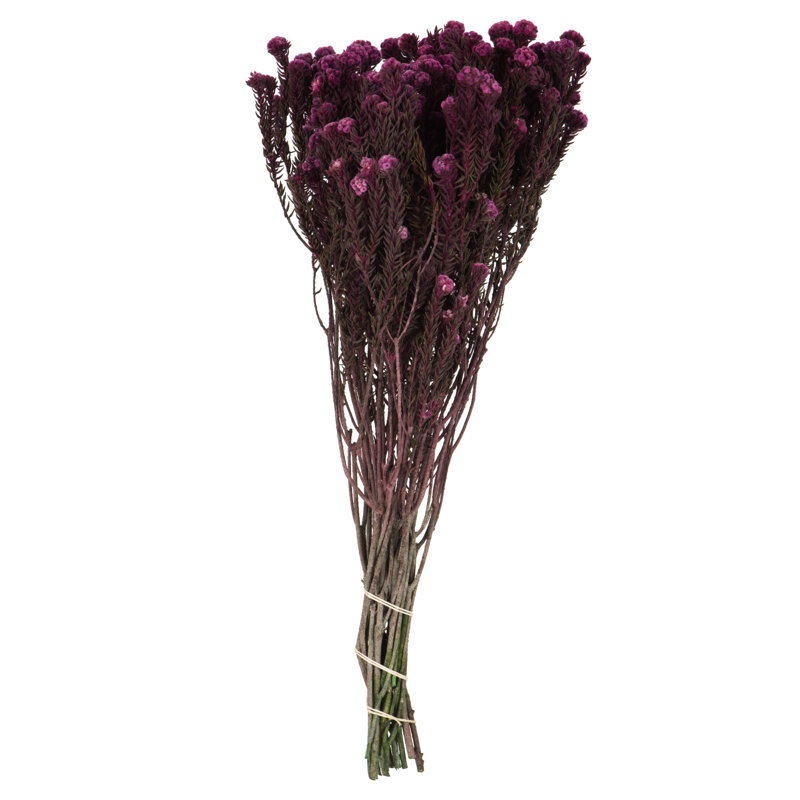 Ensemble de fleurs de coton Phylica, préservé Ensemble de fleurs de coton Phylica, préservé 4 oz, Orchidée mauve