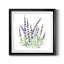 Lavande botanique I - peinture encadrée-528708045-528708034