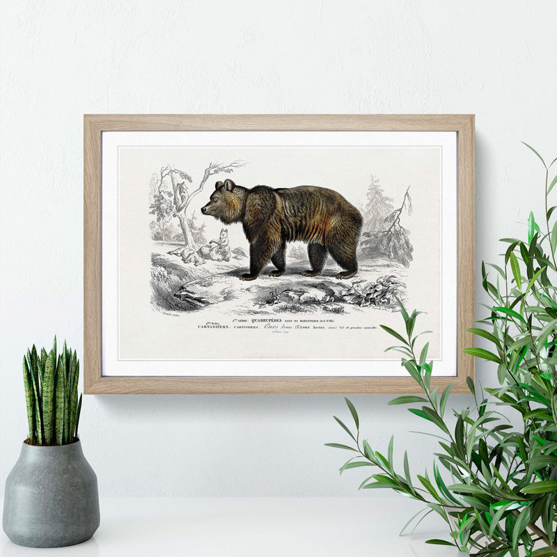 Brown Bear by Charles d'Orbigny - Picture Frame Painting Print, 27cm H x 36cm W x 2cm D, Oak Framed