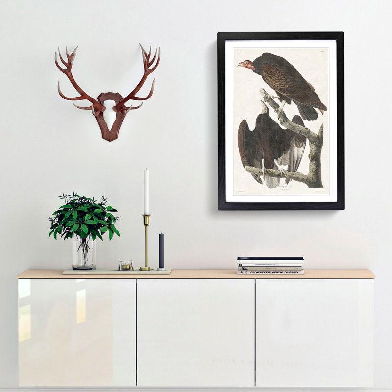 Turkey Buzzard by John James Audubon - Framed Print, Black Framed, 36cm H x 27cm W x 2cm D