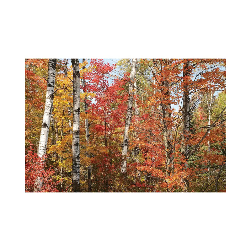 Fall Color Pallette by Brian Wolf - Wrapped Canvas Print, 20.32 cm H x 30.48 cm W