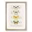 Butterfly Illustrations PL. 2 by Charles d' Orbigny - Picture Frame Graphic Art Print-55512961-55512960