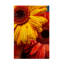 Gerbera bolognaise fleurs et gouttes d'eau-95451302
