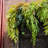 39.7 " H Faux Fern Branch-478855643