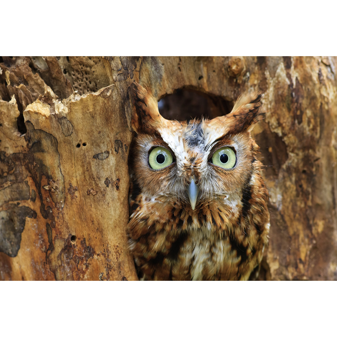 Eastern Screech Owl Perched In A Hole In A Tree by JillLang - Wrapped Canvas Print