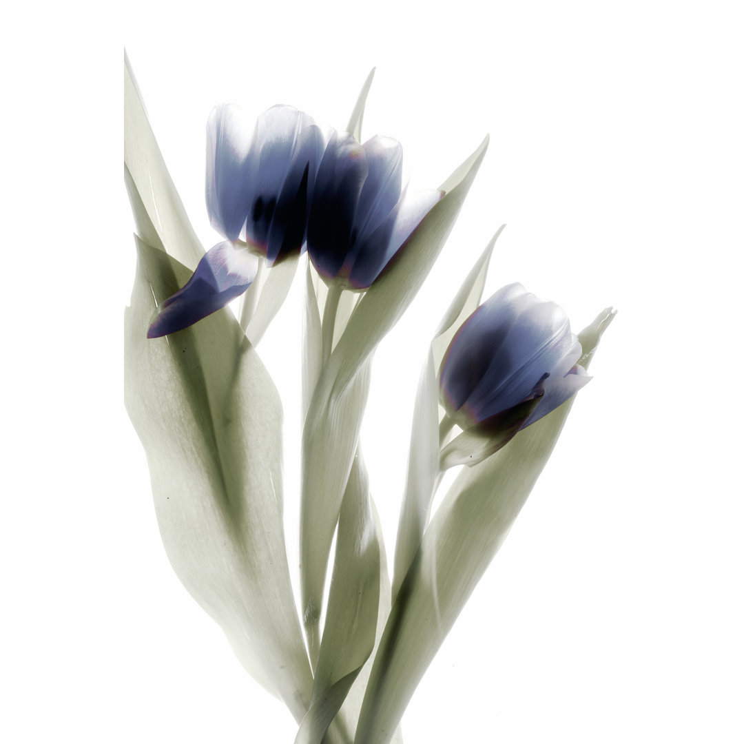 Leinwandbild Xray Tulip IV