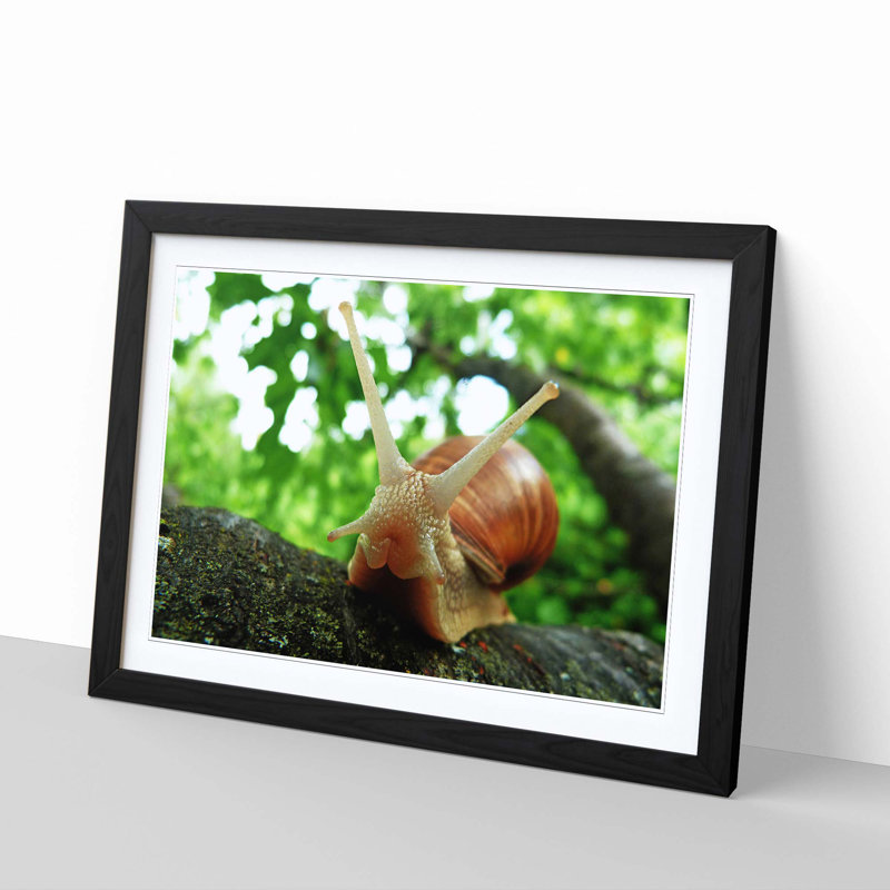 Snail Framed Photographic - Framed Print, Black