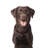 Chocolate Labrador by Alvarez-1013456051
