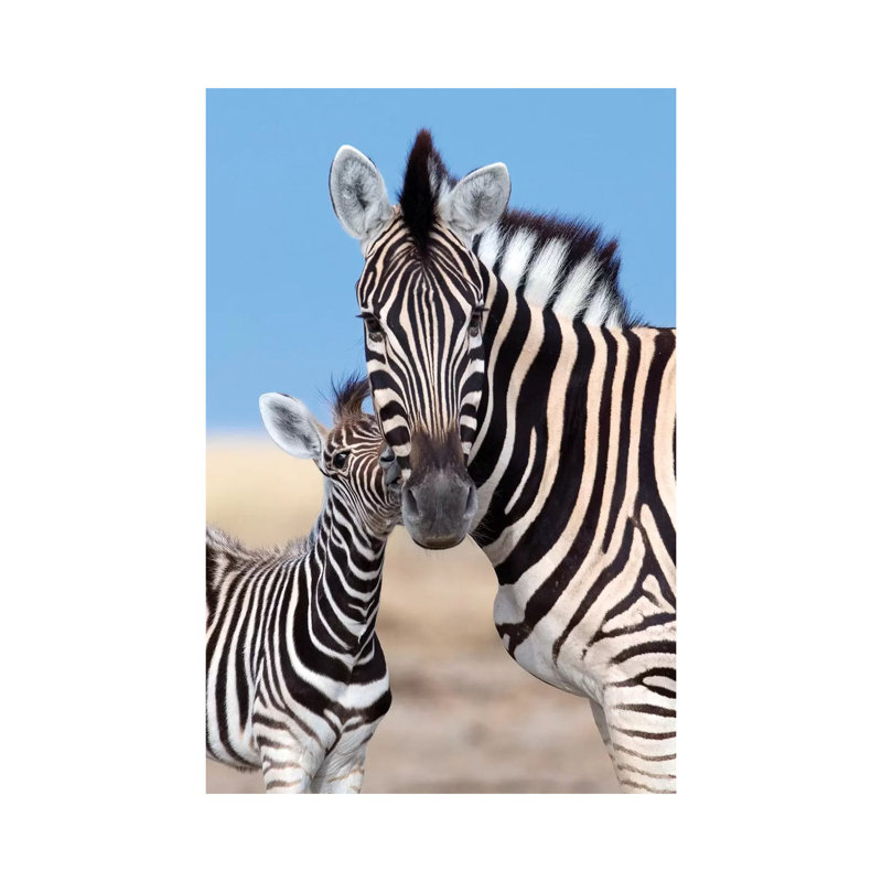 Zebra Mother And Foal by Mogens Trolle - Wrapped Canvas Print, 30.48 cm H x 45.72 cm W