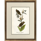 Golden Crested Kinglet Print
