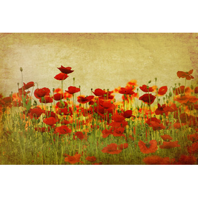 " Poppy Field "