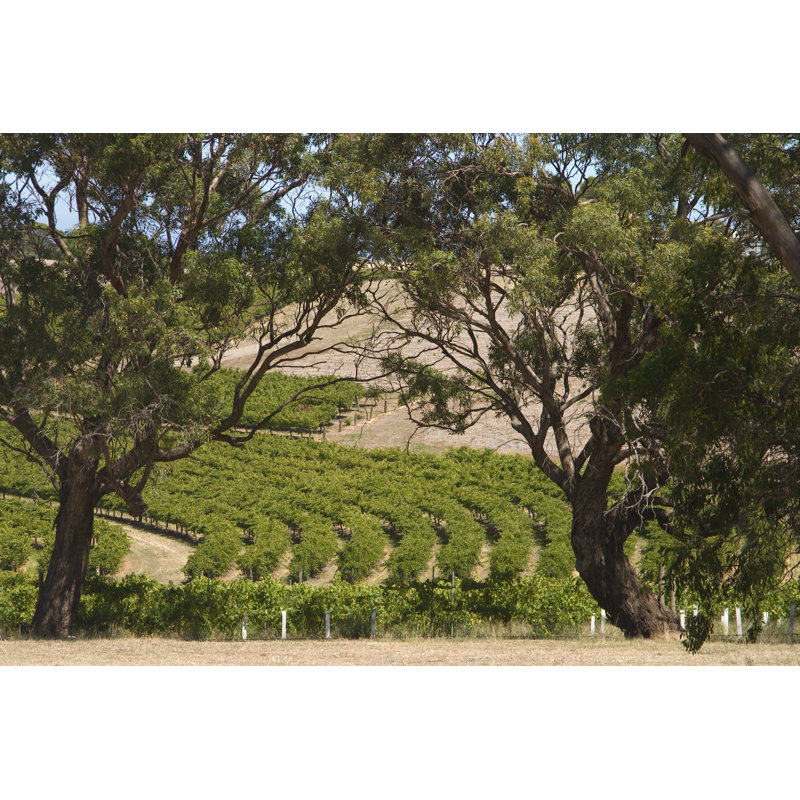 Vignobles et eucalyptus par Alantobey, H 20 po x l 30 po
