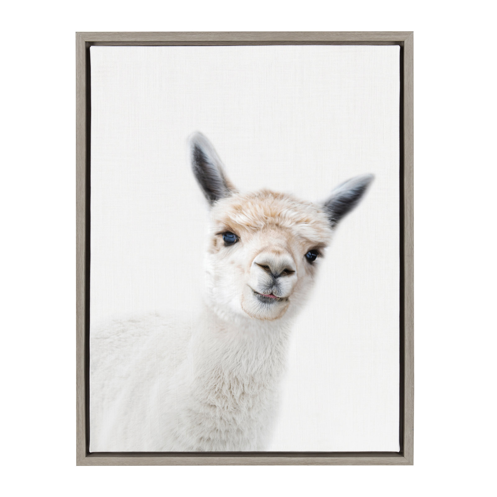 Studio Alpaca Print by Amy Peterson, Gray Framed