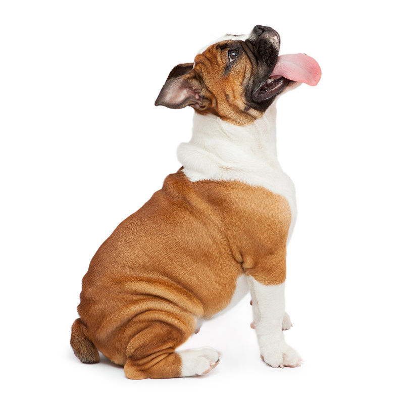 Bouledogue anglais par Jimmyjamesbond, H 36 po x l 36 po