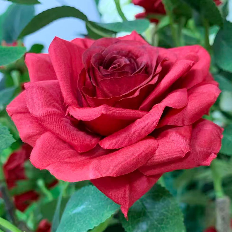 59.06cm Plant