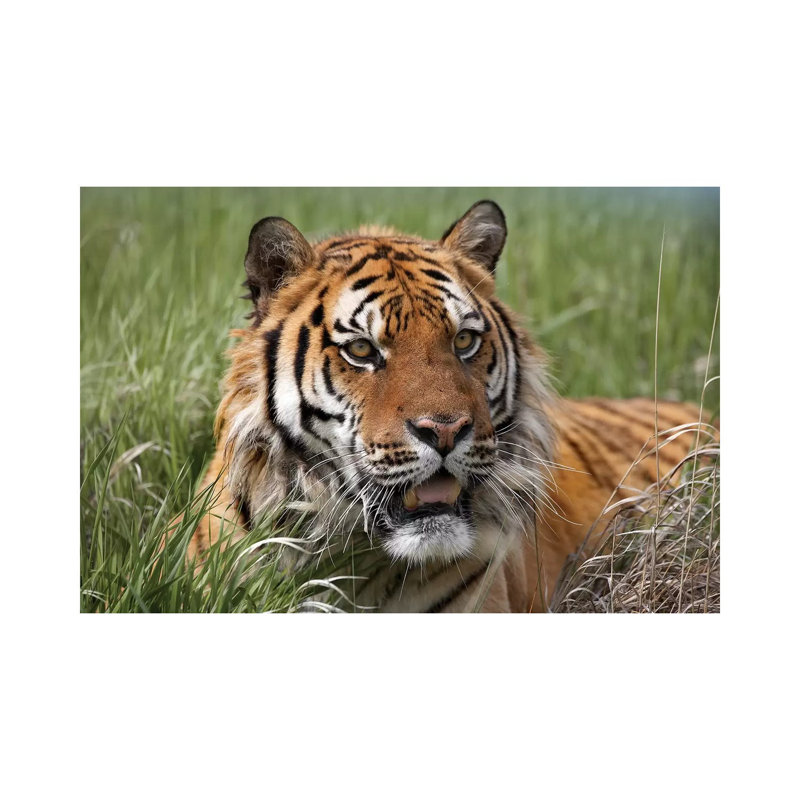 Siberian Tiger Portrait, Endangered, Native To Siberia I by Tim Fitzharris - Wrapped Canvas Print