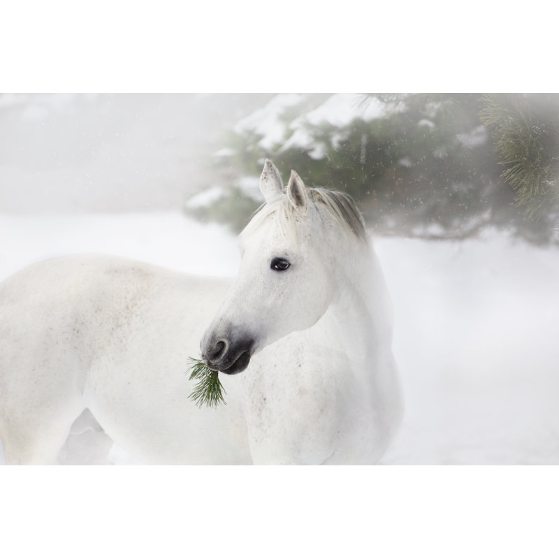 Portrait Of White Horse by Ashva - Wrapped Canvas Print, 61cm H x 91cm W