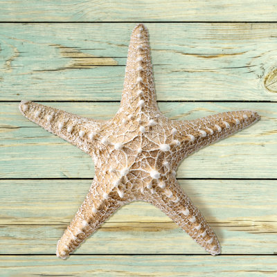 Étoile de mer en polystone Lavallley