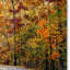 «Autumn Splash» de Vidur, reproduction de photo sur toile tendue-22069351